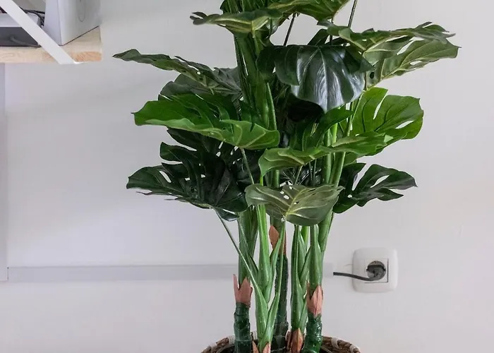 Atlantic Garden & Surf 165 Appartement Corralejo