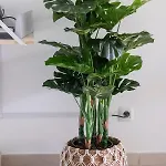 Atlantic Garden & Surf 165 Апартаменты Коральео